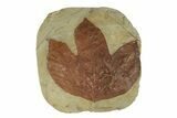 Fossil Sycamore Leaf (Macginitiea) - Montana #270995-1